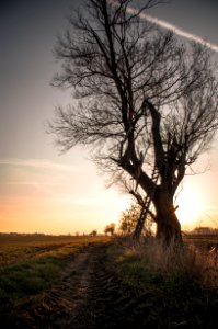 leafless tree on green grass field during sunset photo