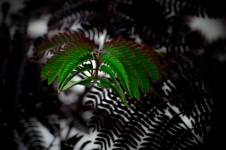 green leaf plant in close up photography photo