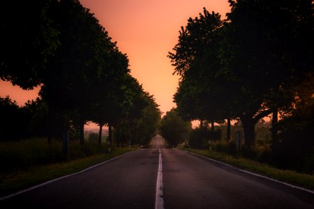 gray concrete roadway between green trees photo