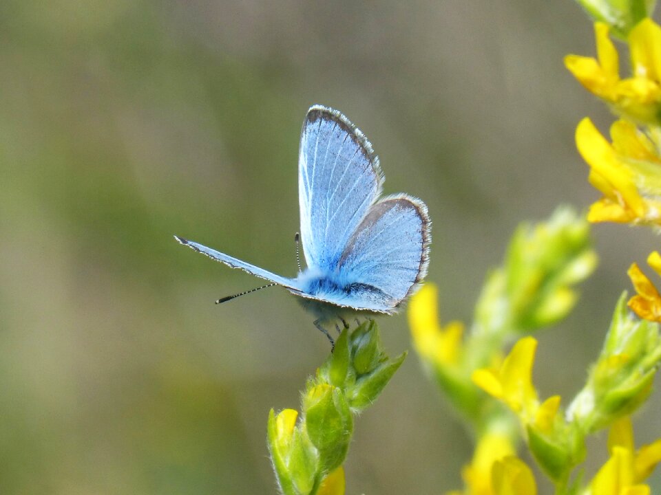 Butterfly lepidopteran blaveta of the farigola