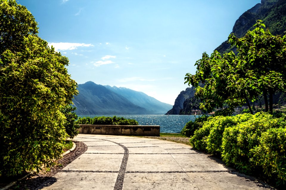 green trees near body of water during daytime photo