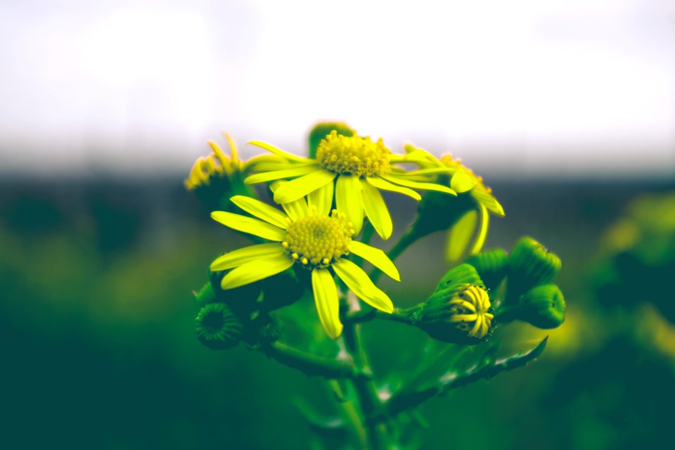 yellow flower in tilt shift lens