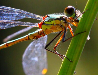 Dragonfly insect nature