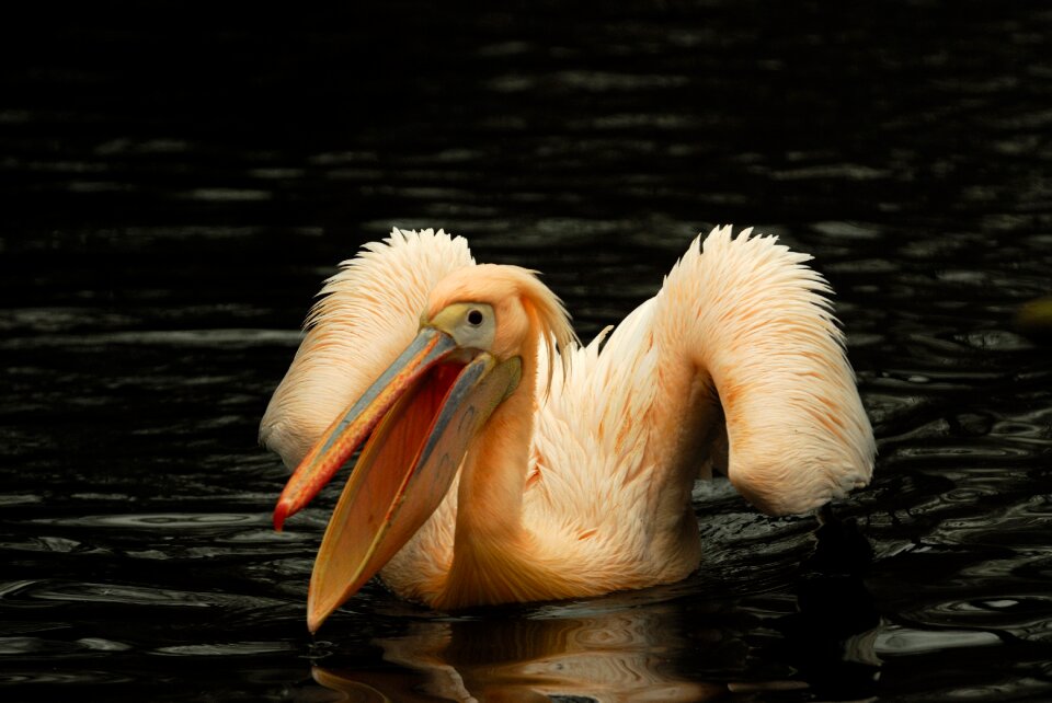 Artis pelican bird
