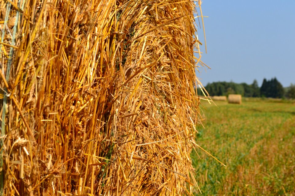 Straw village nature