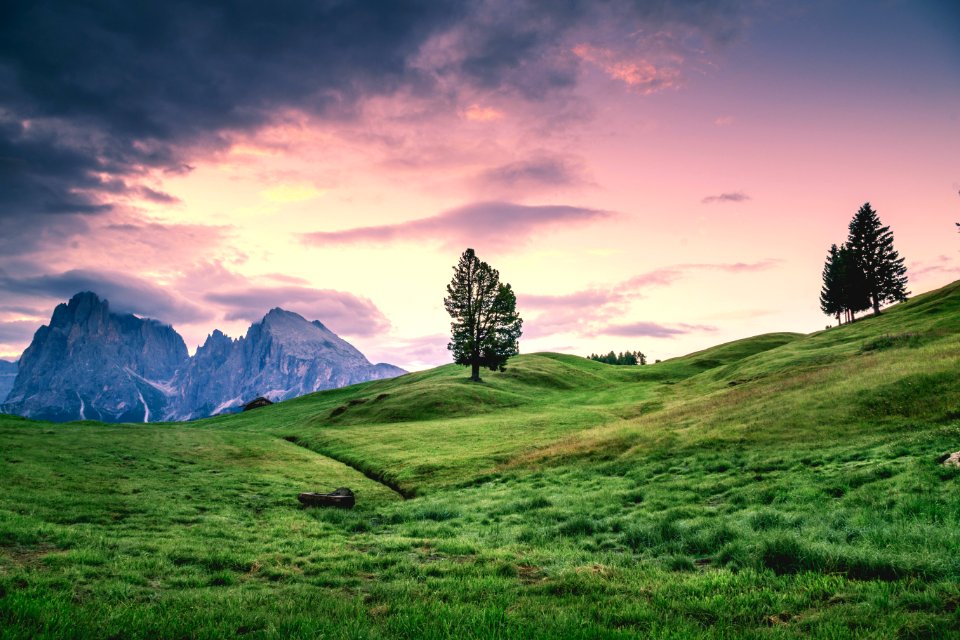 green tree on grass field