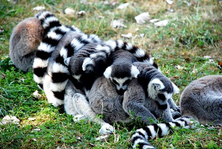 Nature lemur animals photo