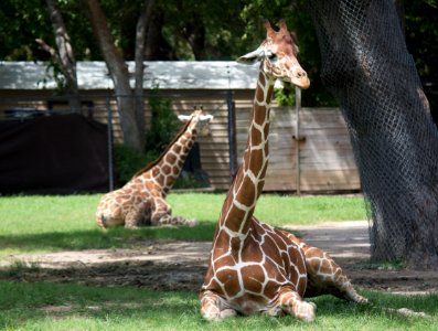 Fort worth zoo, Fort worth, United states photo