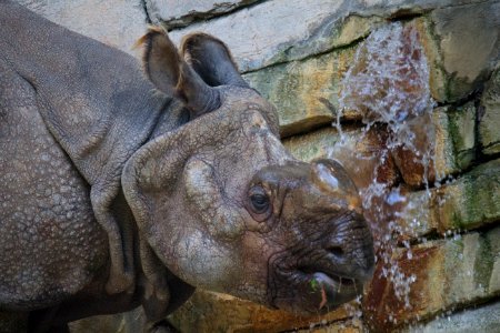 Fort worth zoo, Fort worth, United states photo