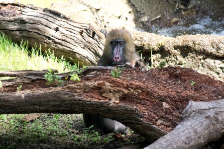 Fort worth zoo, Fort worth, United states