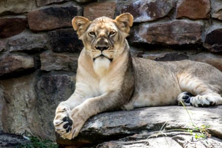 lion laying on gray stone photo