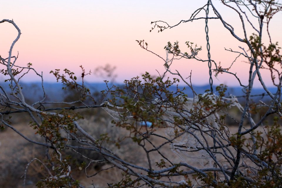 Sunrise, Sunset, Plant