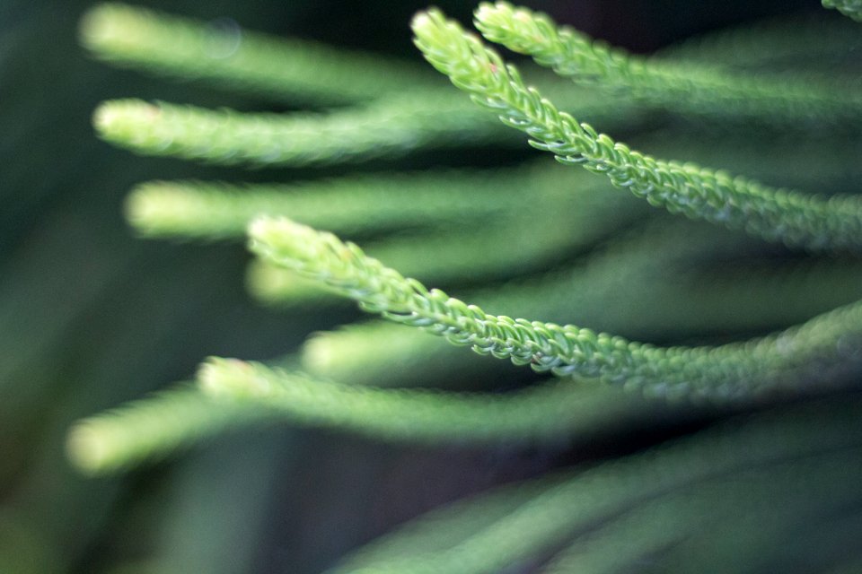 Orl, United states, Plant