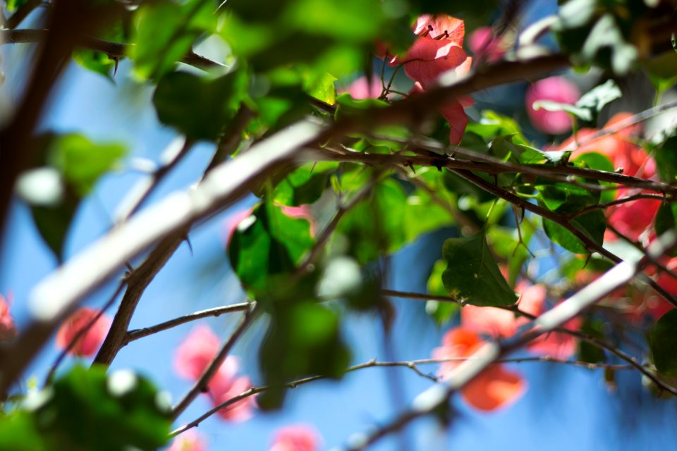 Bright, Colorful, Plant