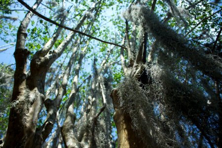 Texture, Trees, Outdoor