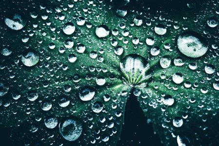 Waterdrops, Lady s mantle, Lotus