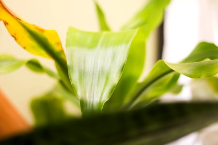 Nature, Green, Biology