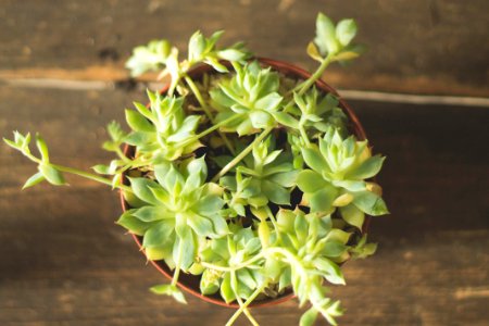 potted succulent plant on brown surface photo