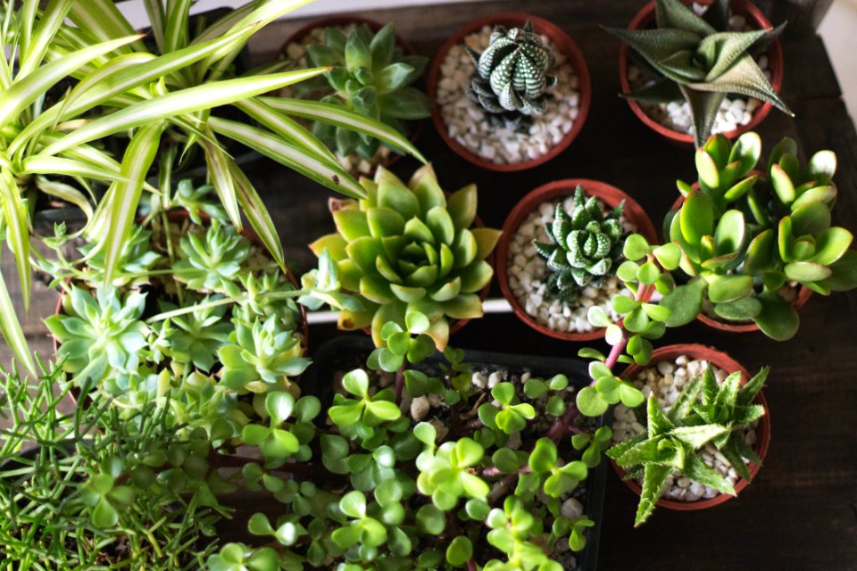 Brasil, Succulents, Plantation