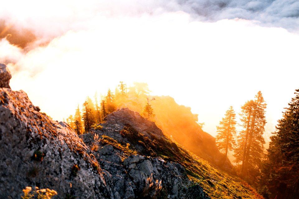 Larch mountain, United states, Trees