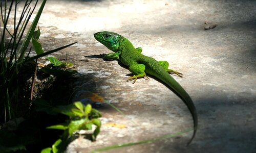 Green lizard reptiles nature photo