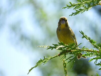Branch birds songbird