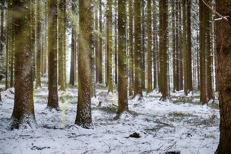 Trees aesthetic tribe