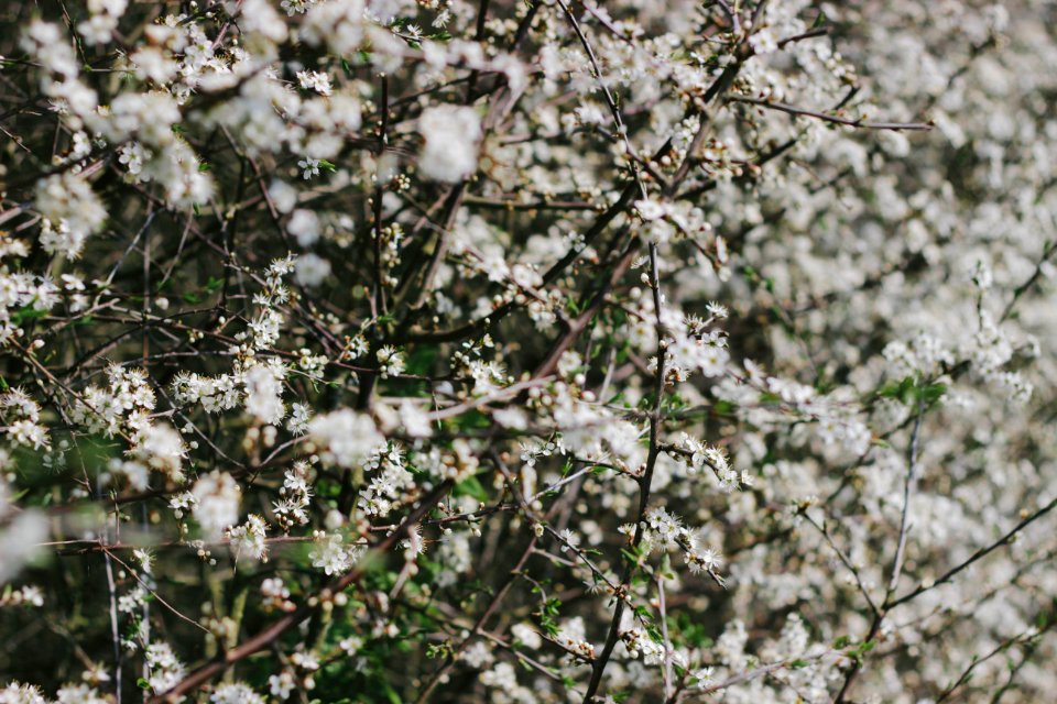 Strensall, United kingdom, Focus