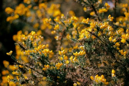 Strensall, United kingdom, Yellow photo