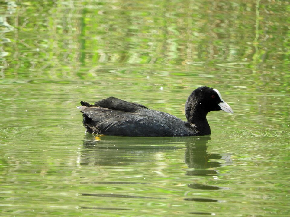 Waterfowl animal world bird
