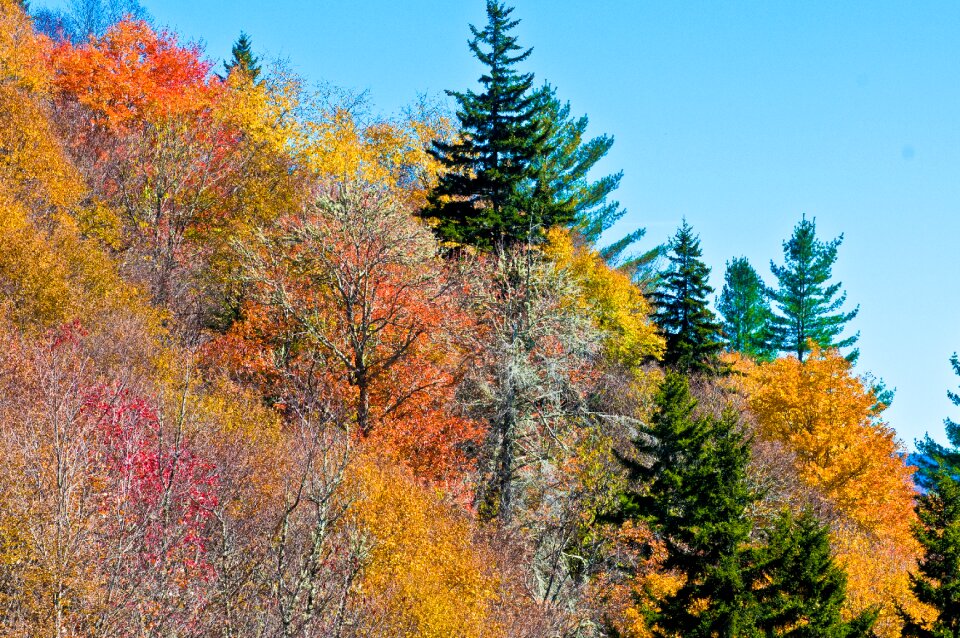 Smoky mountains scenic foliage photo