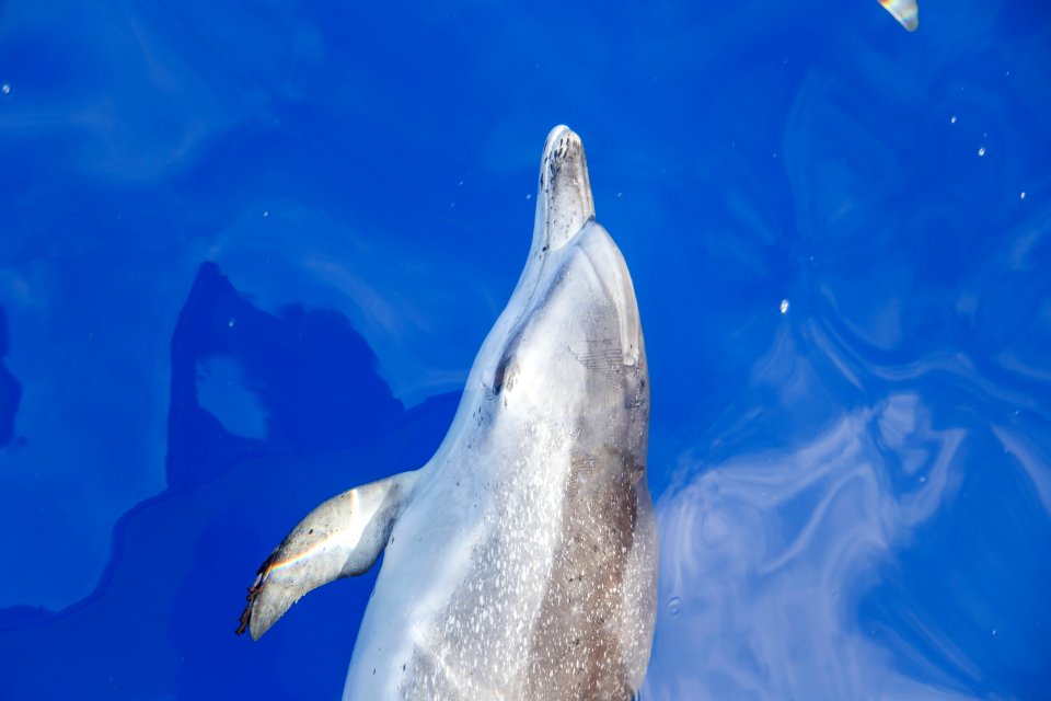 Madeira, Portugal, Dolphin