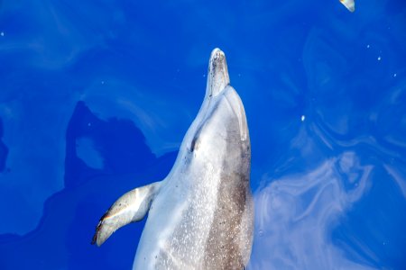 Madeira, Portugal, Dolphin
