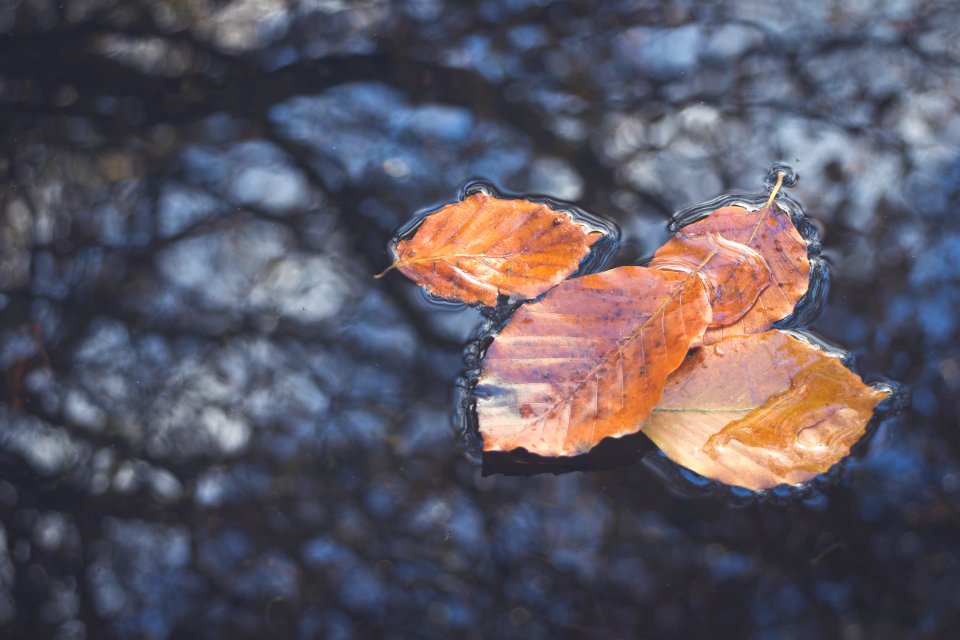 Autumn, Reflection, Water