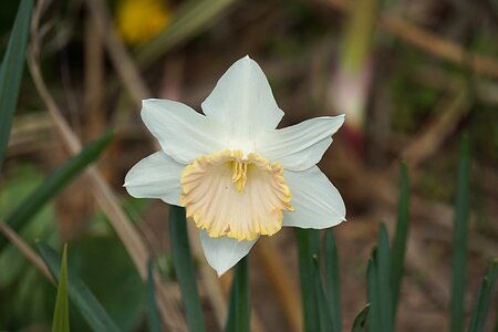 Fleur flore la nature