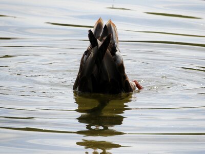 Plumage cute waterfowl photo