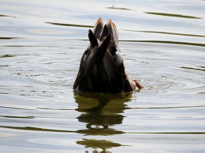 Plumage cute waterfowl
