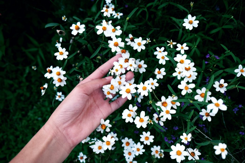 Touch, Flower, Nature