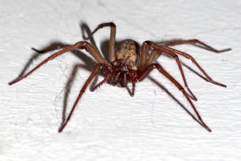 Arachnophobia frightening arachnid