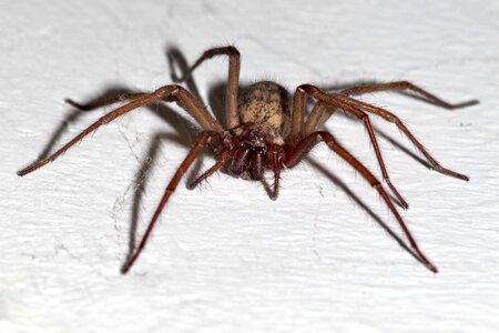 Arachnophobia frightening arachnid