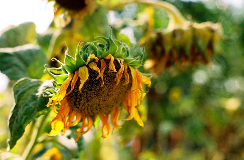 Flower, Sunflower