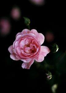 close-up photo of pink petaled flower photo