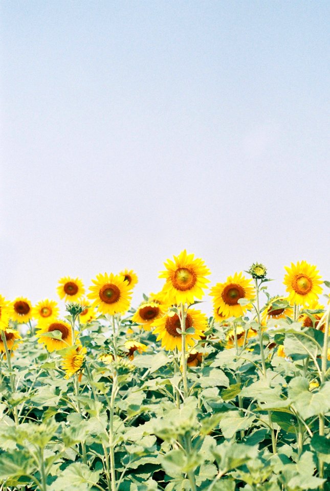 Trees, Sunflower, Flower