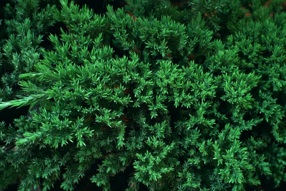 Forest, Green, Trees