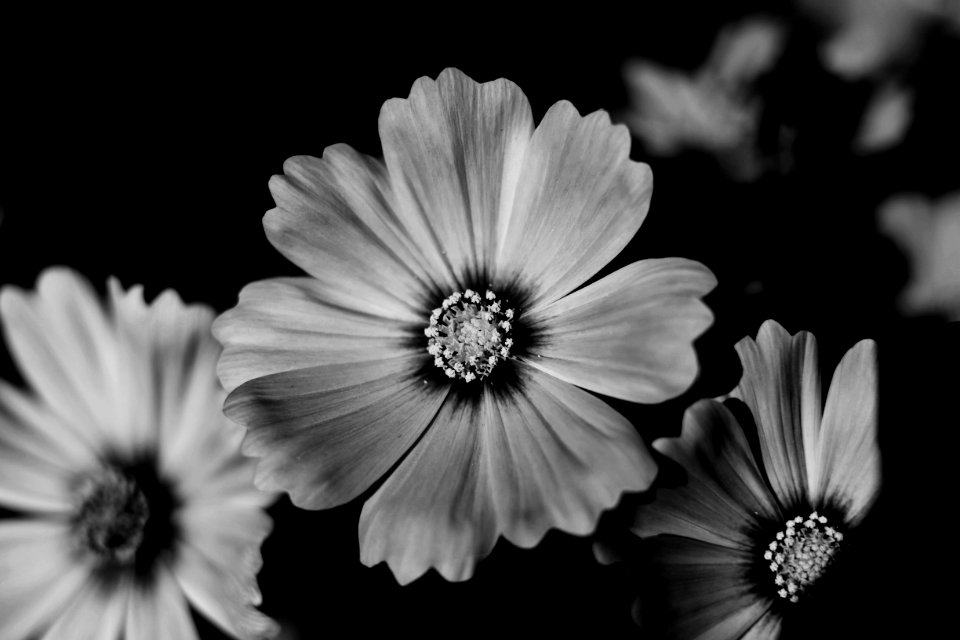 Cosmos flower, Flower