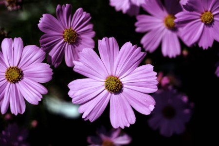 Cosmos, Pink, Flower