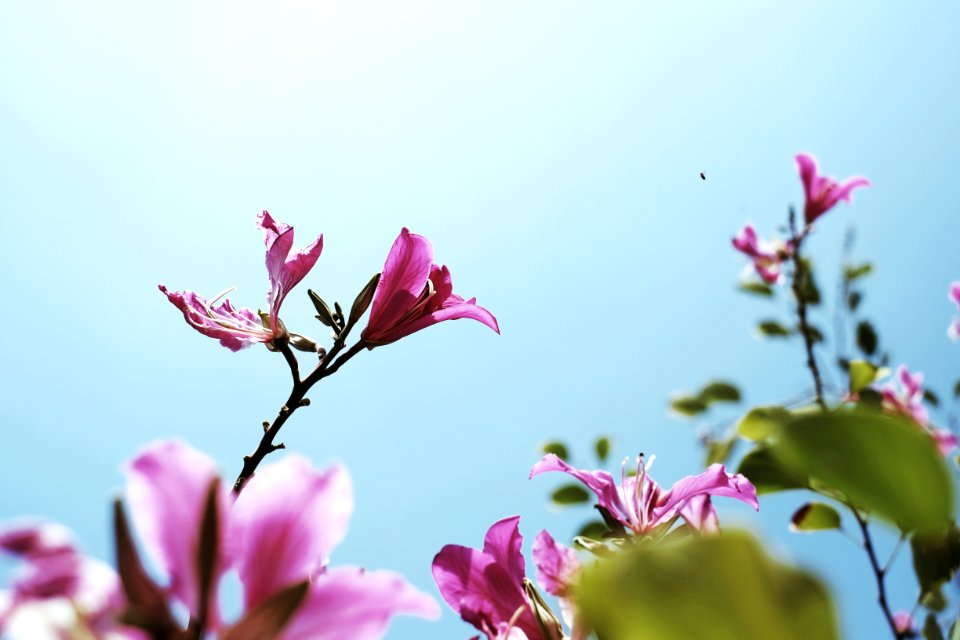 Tree, Flower, Pink