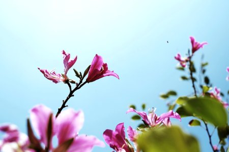 Tree, Flower, Pink
