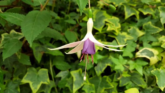 Natural flower fun