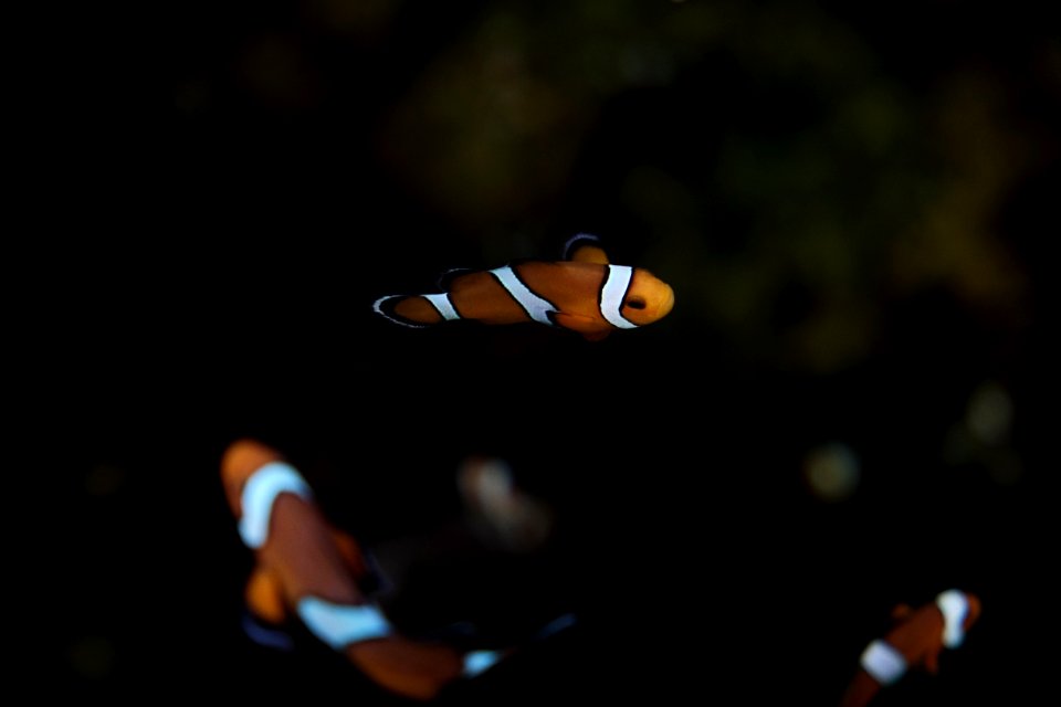 bokeh photography of fish